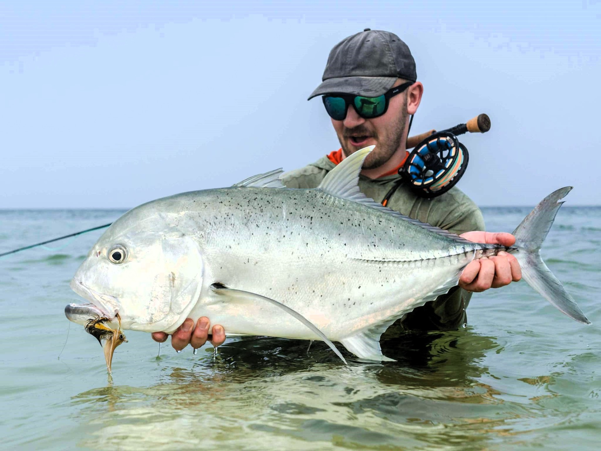 GT from Saudi Arabia. Tan brush fly
