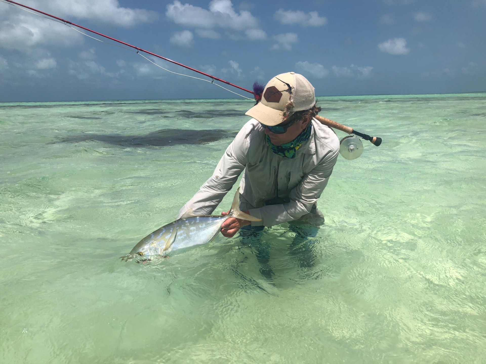 Bar jack from Los Roques. Spawning shrimp