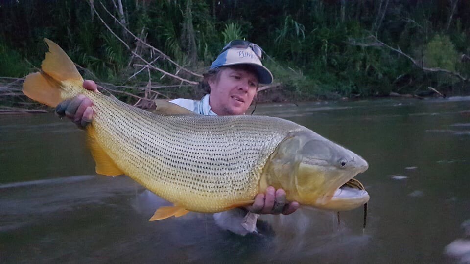 Golden Dorado from Aqua Negra, Tsimane, Bolivia. Black n yellow Andino deciever