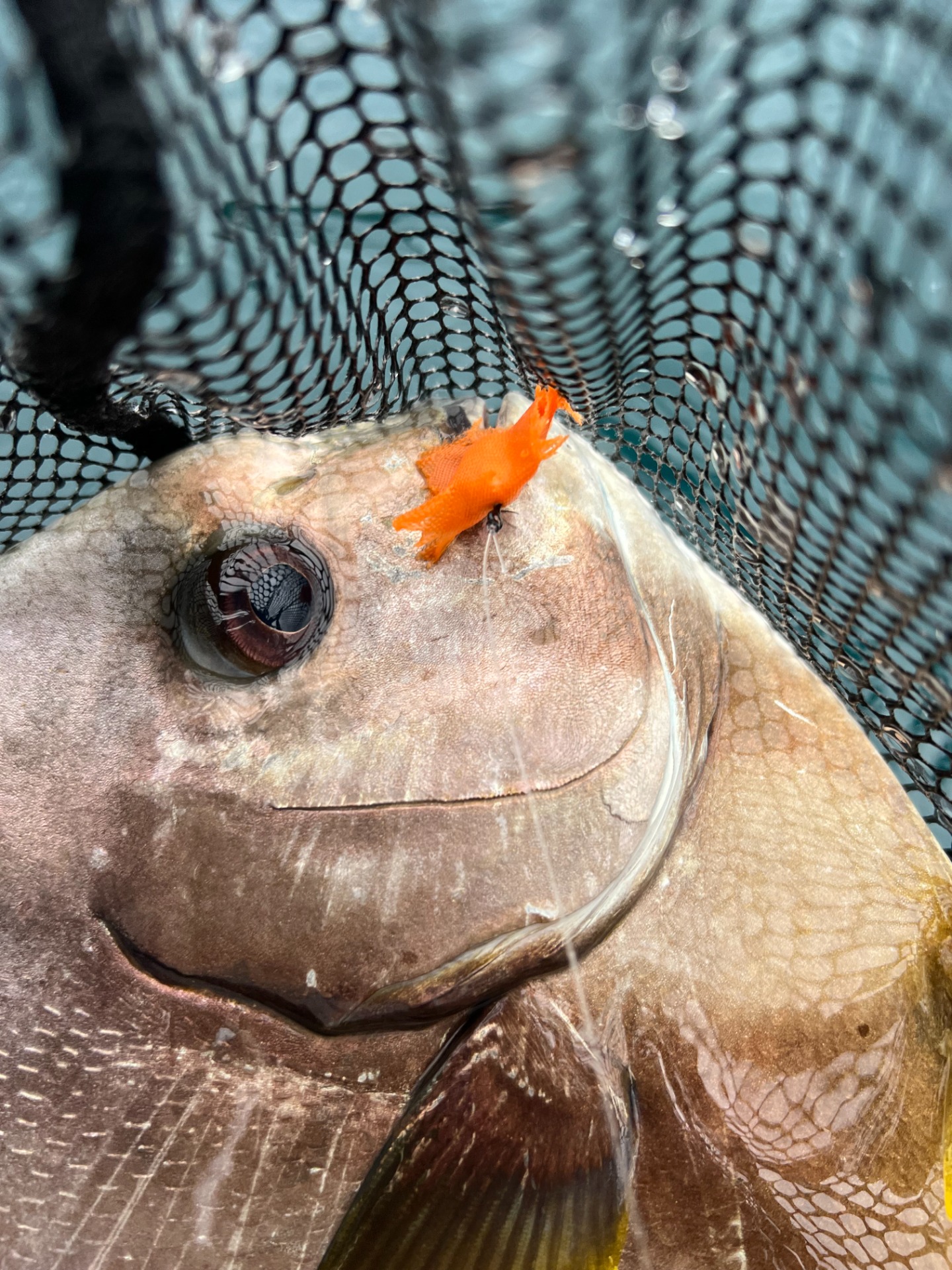 Batfish from Djbouti, Melon fly
