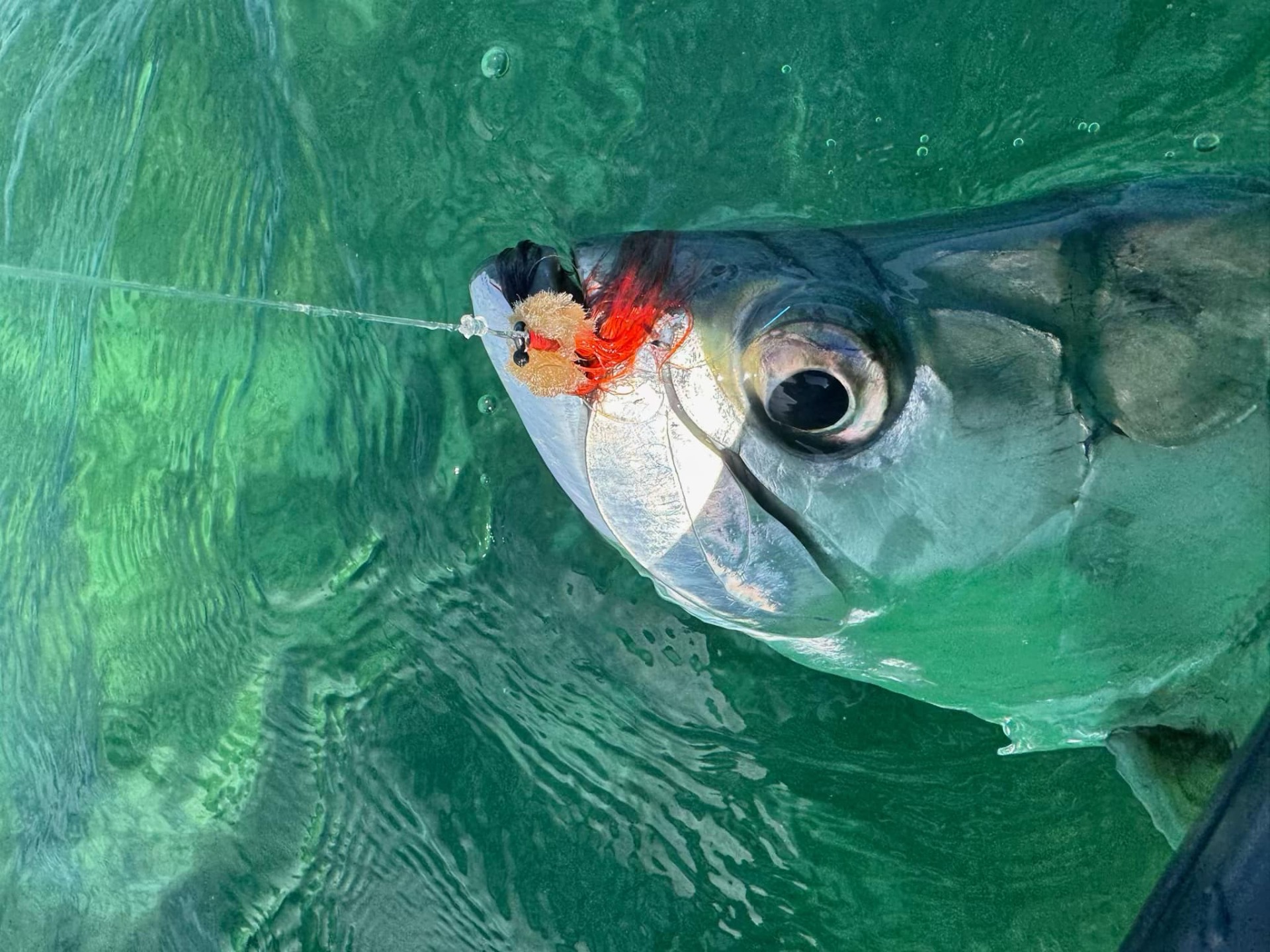 Tarpon from Cuba. Tan and orange tarpon toad