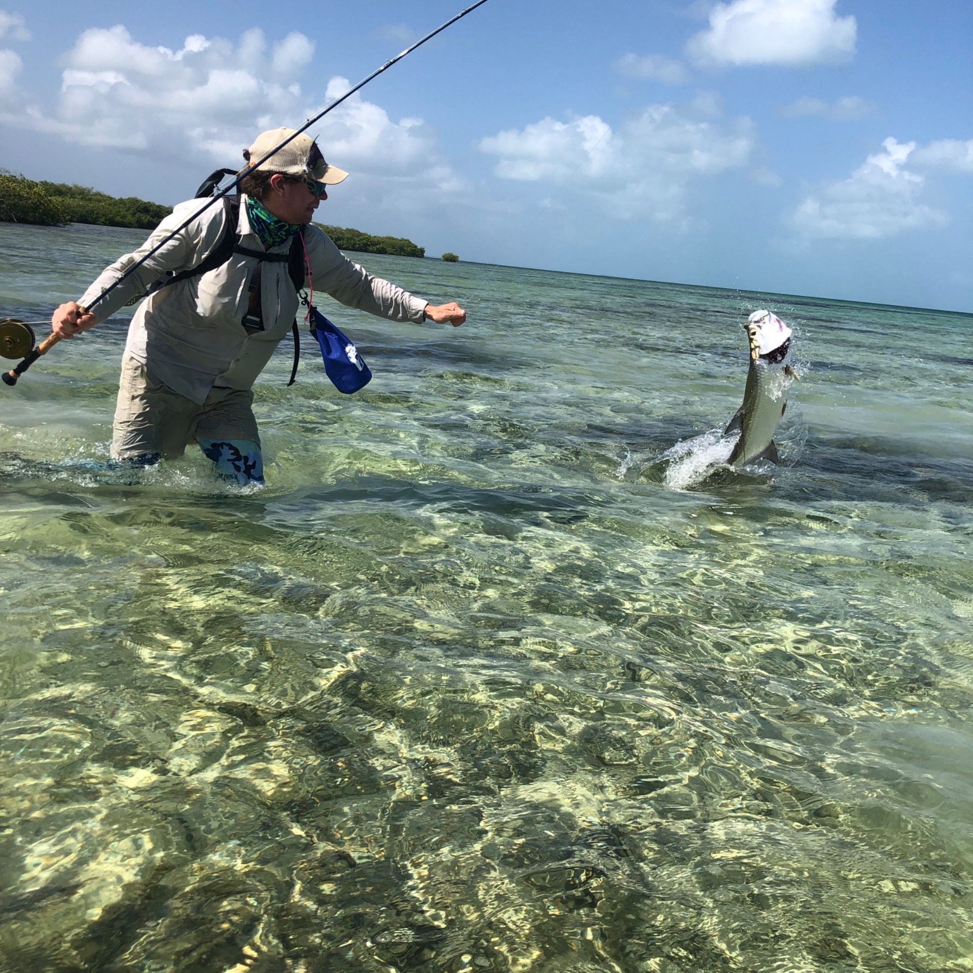 Baby tarpon from Los Roques. Black and purple toad.