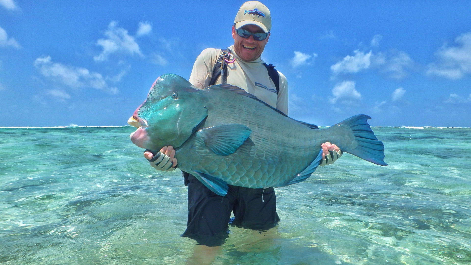 Bumphead parrotfish from Farquhar. Tan flexo crab.