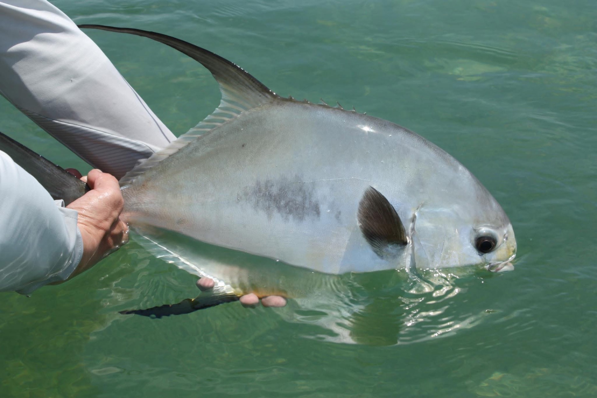 Atlantic permit from Mexico. Spawning shrimp