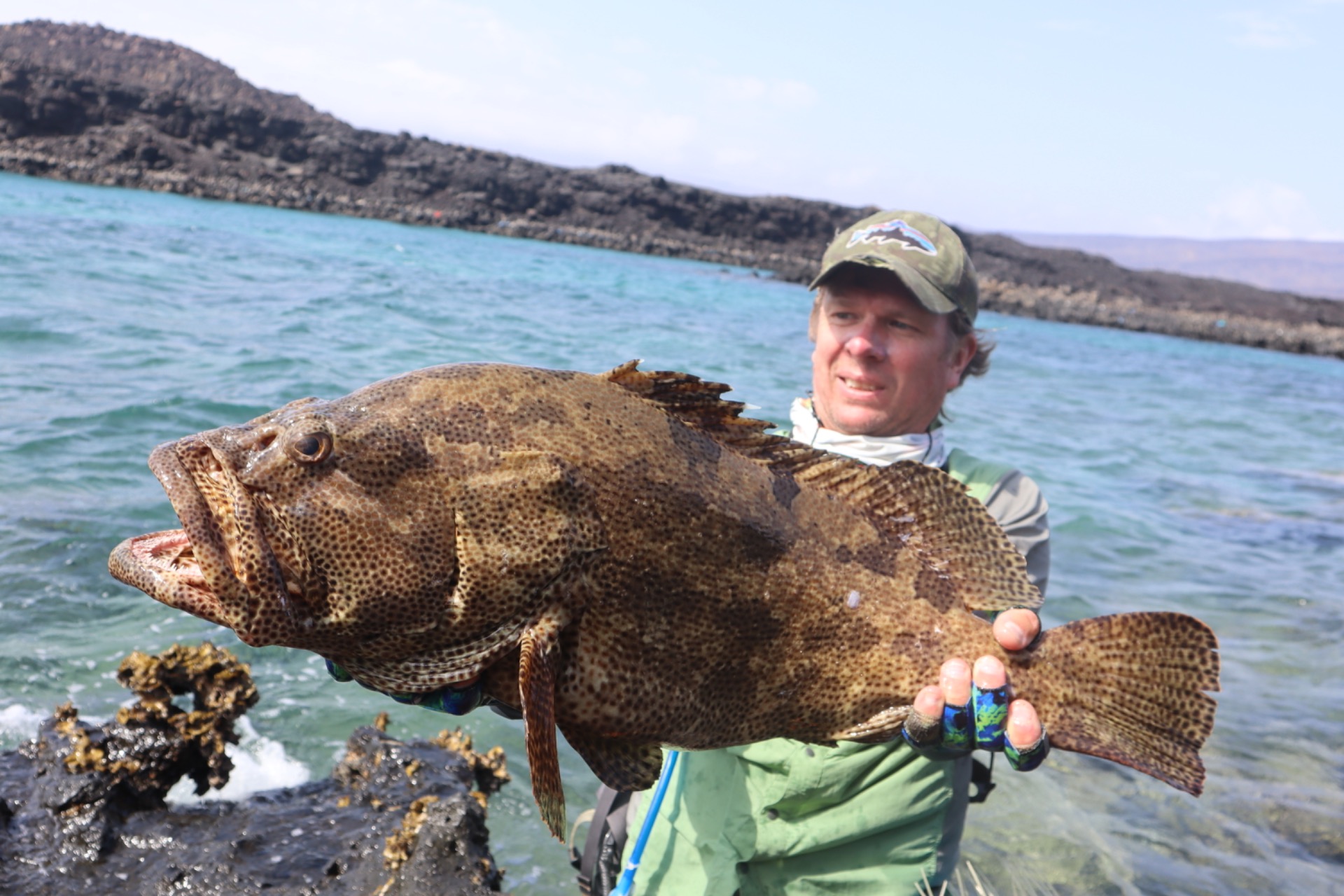 Grouper from Djibouti. Tan brush fly.