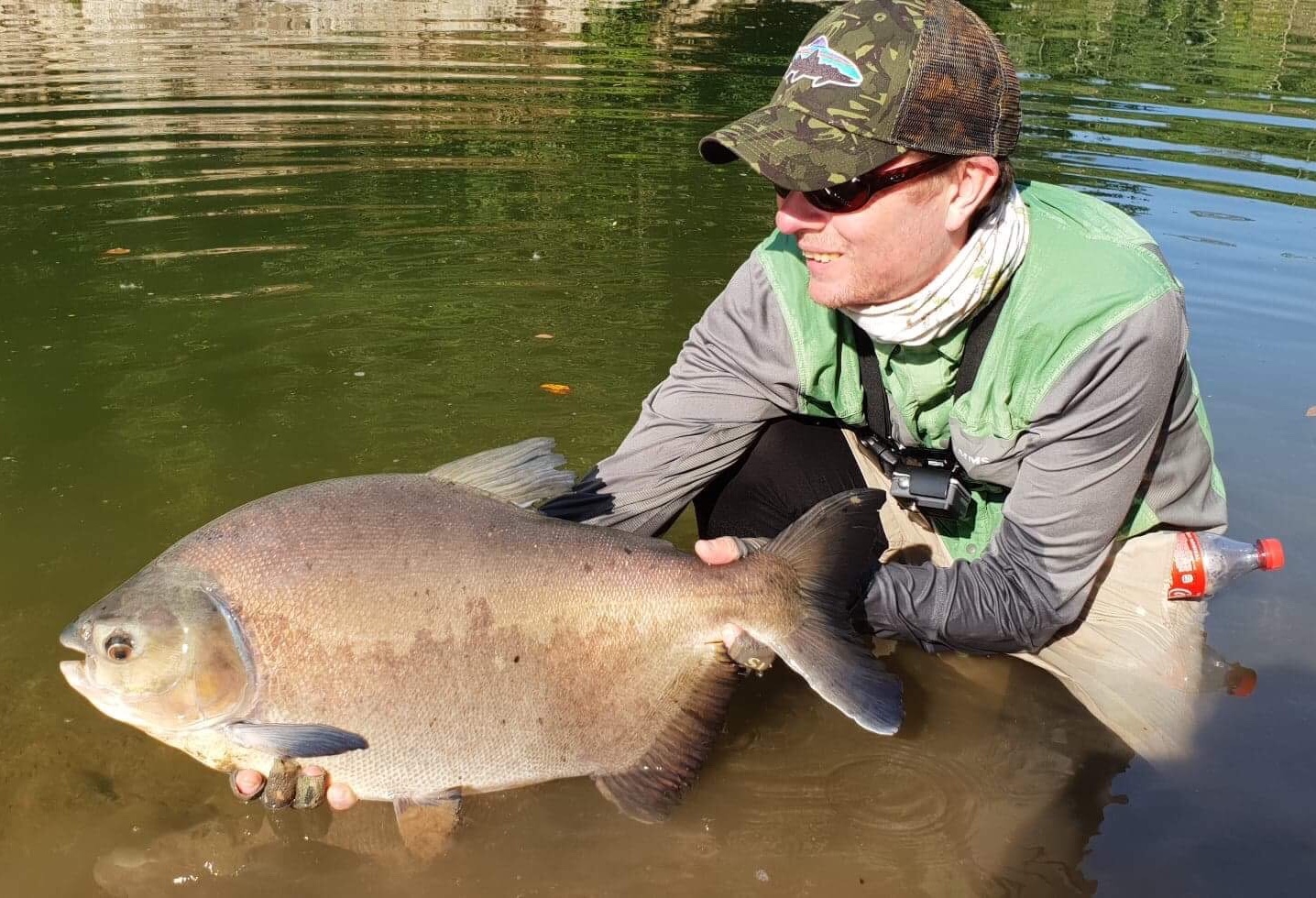 Pacu from Sècure, Bolivia. Red n black Andino deciever
