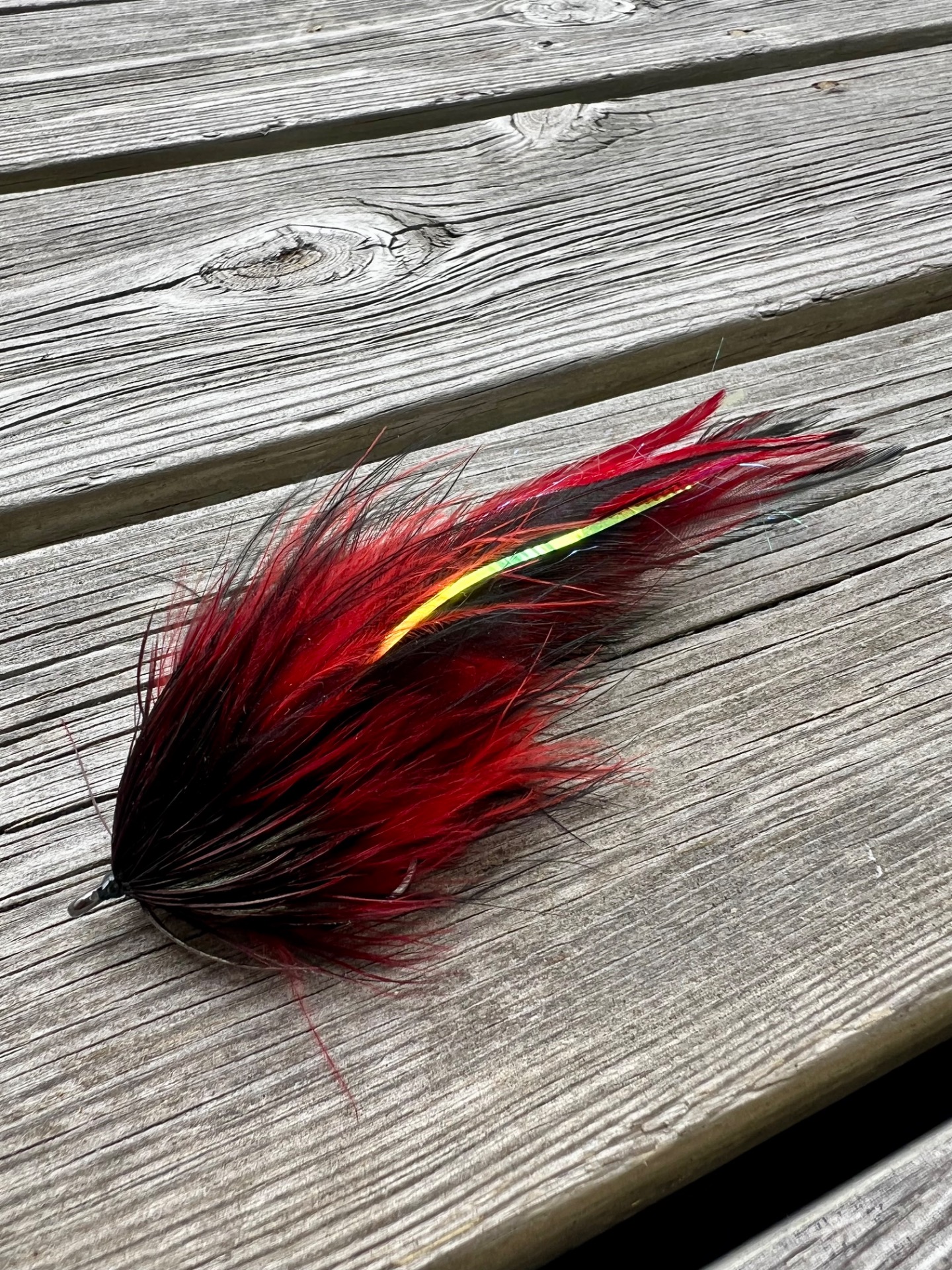 Black n red Semper fly