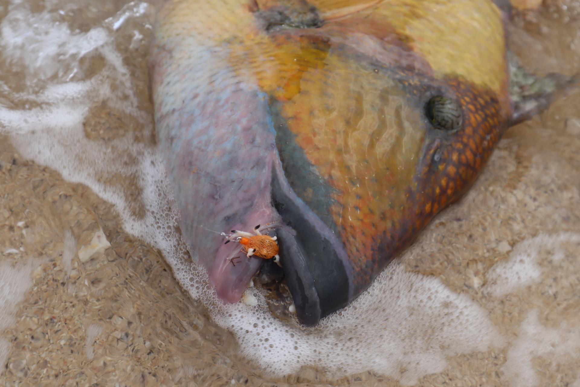 Djibouti Orange flexo crab.
