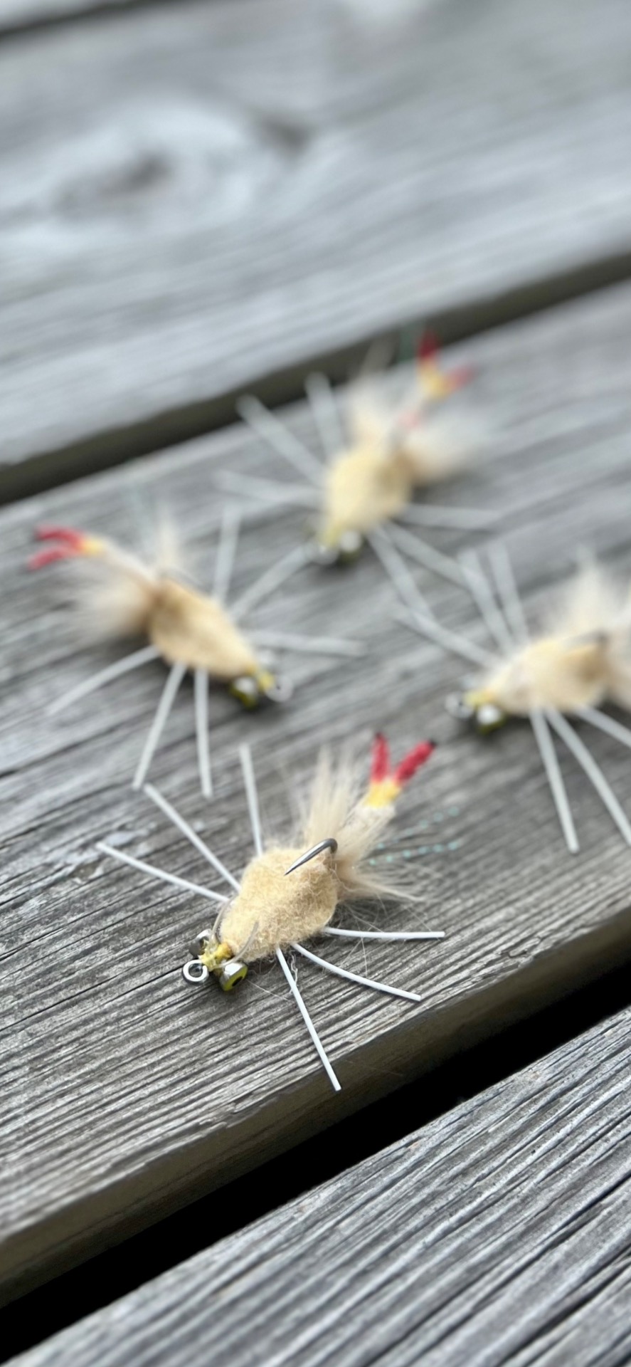 Strongclaw raghead crab