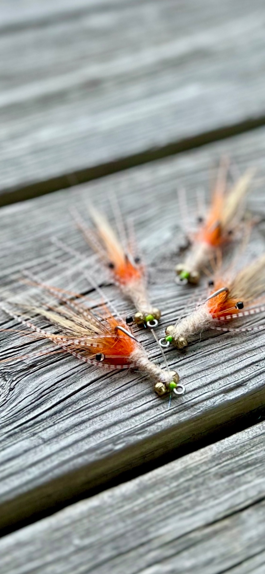 Veverkas mantis shrimps